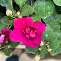 IMG_1163.jpeg