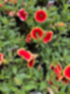 Sangia Calibrachoa