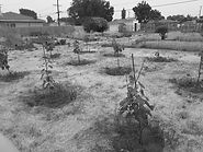 urbanvineyard_bw.jpg