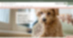 Wix Template for Pet Groomer or Pet Sitter or Pet Store
