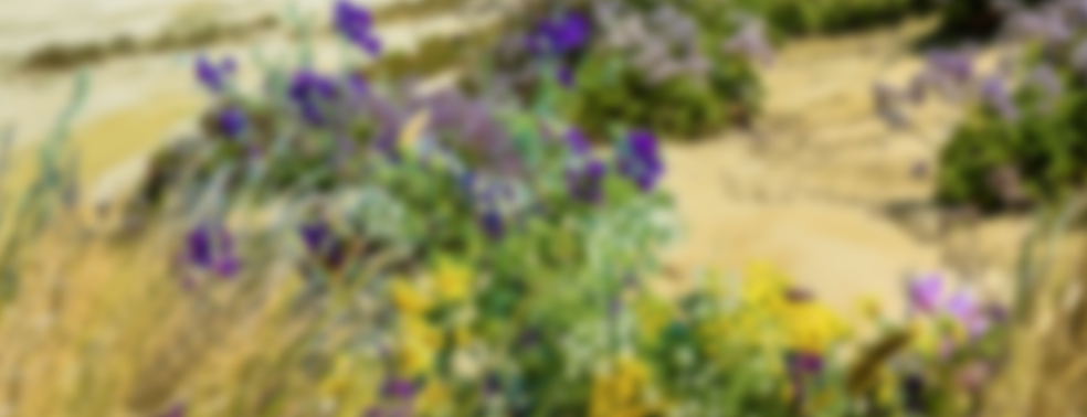 Brighton chapter header blank.png