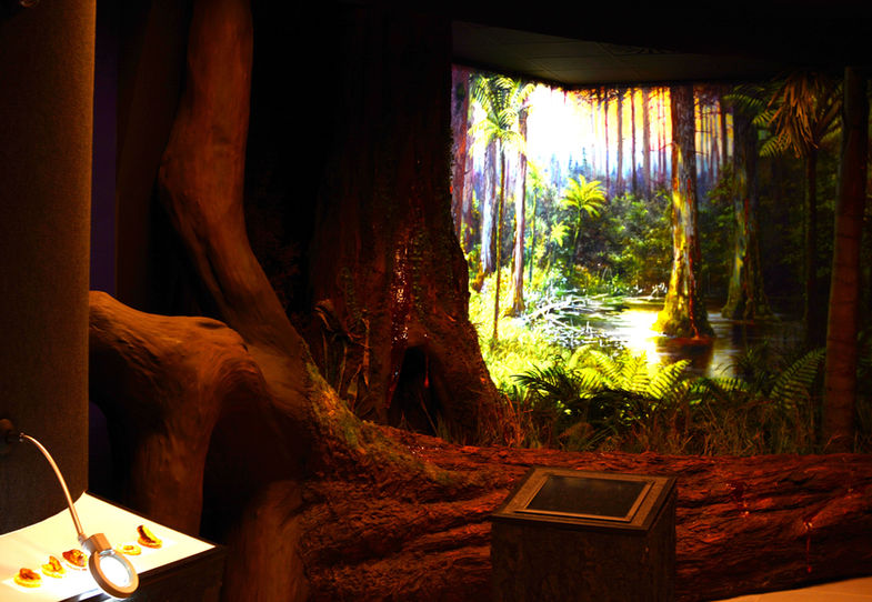 Wystawa prztyrodnicza na wystawie Inkluzji w Bursztynie na Uniwersytecie Gdańskim