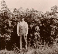 A man standing in front of large bushes of hemp plants.