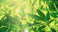 HEMP