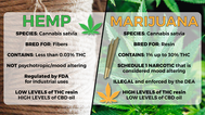 Information on the differences between hemp and marijuana