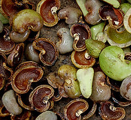 casca cantanha caju.jpeg