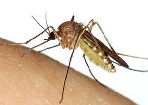 mosquito-300x300.jpeg