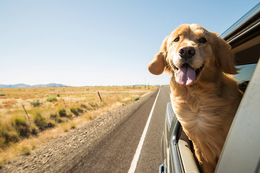 Golden Retreiver Head out Window Roadtri