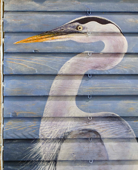Great Blue Heron closeup