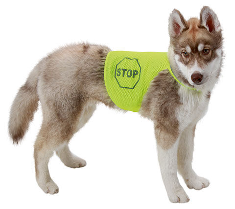 Dog Safety Vest