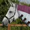 Thumbnail: Premier Equine Stay-Dry Mesh Air Fly Rug with Surcingles