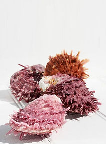 Spondyle Spondylus Princeps Mollusque.jp