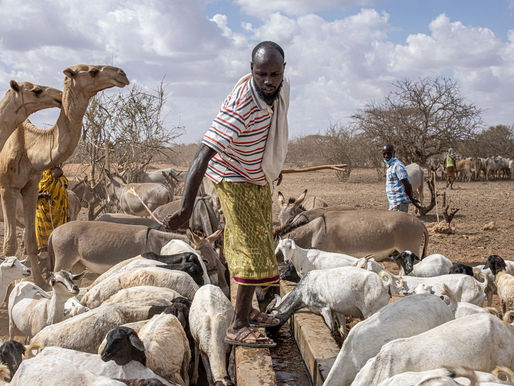 UN names 2026 as the International Year of Rangelands and Pastoralists