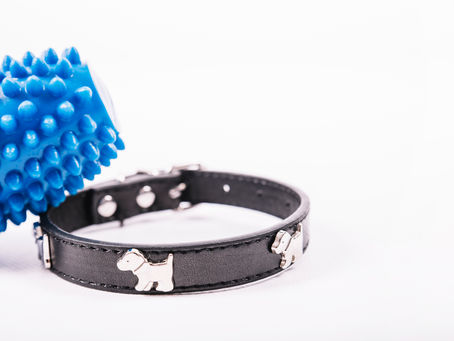 Dog Products