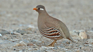 Ammoderdix heyi intermedius + Mudday Dhofar Oman - Hanne & Jeans Eriksen www.BirdsOman co