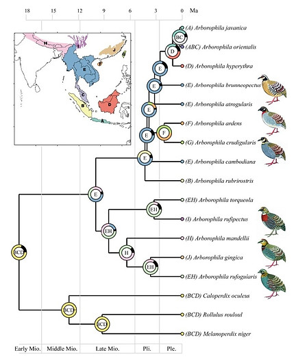 Arborophila specie range.jpg