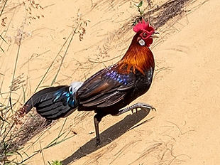 No posizione probabile Hainan - 25-05-19 Ombra nitida ( di Haikou Hainan ) 7.jpg