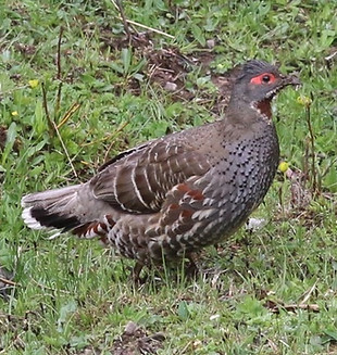 Autore - Summer Wong Bird Tours - Gola rossa.jpg