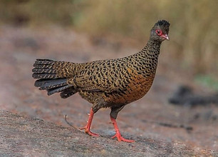 Galloperdix spadicea stewarti -Thattekkad Bird Sanctuary--General Area, Ernakulam, Kerala,