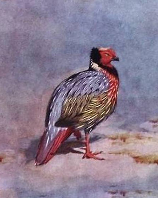 Marionae - The Pheasants Of the World 1951 by Jean Delacour.jpg