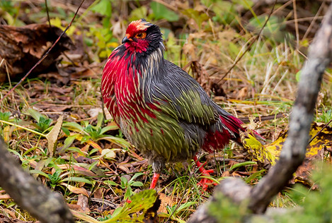 Holoptilus - Cangshan Dali 31-10-21 - Chou Mo Yin Chu flickr com   3+ - Copia.jpg