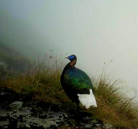 Lophophorus s. arunachalensis con apice della coda marrone - By The Mishmi Hills ( Faceboo