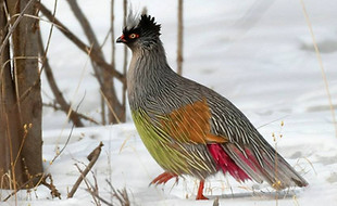 6 Ithaginis c. beicBeiki sottospecie Xin