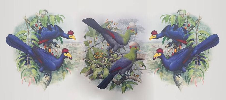 Turaco x sito 03-01-26.jpg