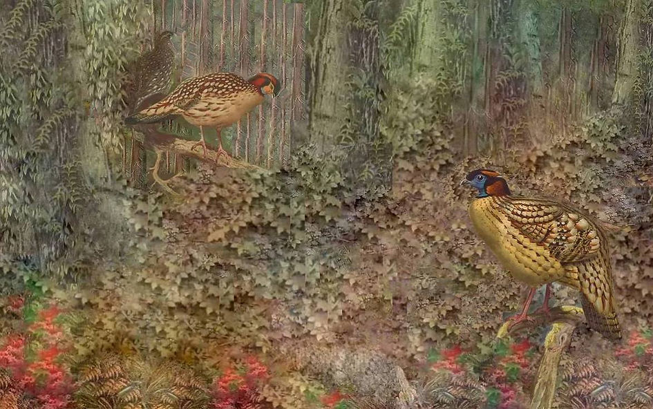 Tragopan caboti sottospecie x sito.jpg