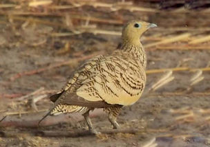 Pterocle exsustus exustus pare Nigeria (1).jpg