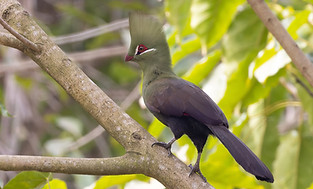 Tauraco persa persa – Legon Botanical Gardens, Accra, Greater Accra 05-01-23 inaturalist