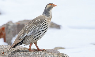 Tetraogallus t. tibetanus - Khunjarab, Gojal, Gilgit-Baltistan, Pakistan ( o Pidakkesh, N