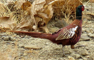 Principalis - www.iranwonders com - Copia.jpg