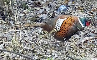 Mongolia - Sairan, Large Almatinka riv. 09-03-22 - Raouf Bairashev birds kz 7 - Copia.jpg