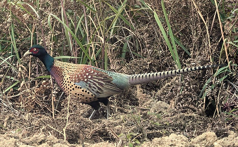Decollatus - County Road, Tongren, Guizhou 02-01-25 - y4ngwe1 inaturalist org (1).jpg