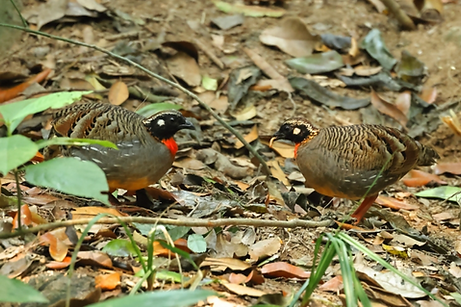 Ardens - Hainan  19-03-24 - birdnet cn ( pag Galliformi ).PNG