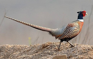 Torquatus - Shandong - Una pioggia aratro -.jpg