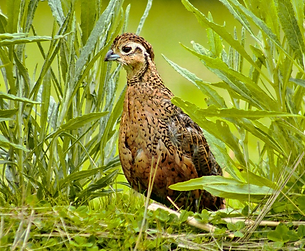 Cyrtonyx ocellatus -Puerta de Cielo Sentiero Ecologico Todos Santos Municipal Regional Par