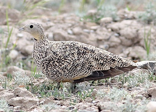 Pterocles orientalis arenarius - Xinjiang prefettura di Tacheng 18-05-20 - www.xinjiang.b