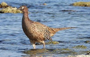 Chrysomelas pare - Aktau - Caspio riva
