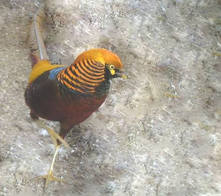 Moro - www.backyardchickens com (1) (1).jpg