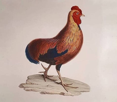 Lithograph_Tailless_Ceylon_Junglefowl_(Jean-Gabriel_Prêtre,_1806) dal sito.jpg