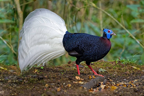 Bulweri - 10-01-24 - Richard Chong - Wild Bird Club Malaysia - WBCM 2.jpg