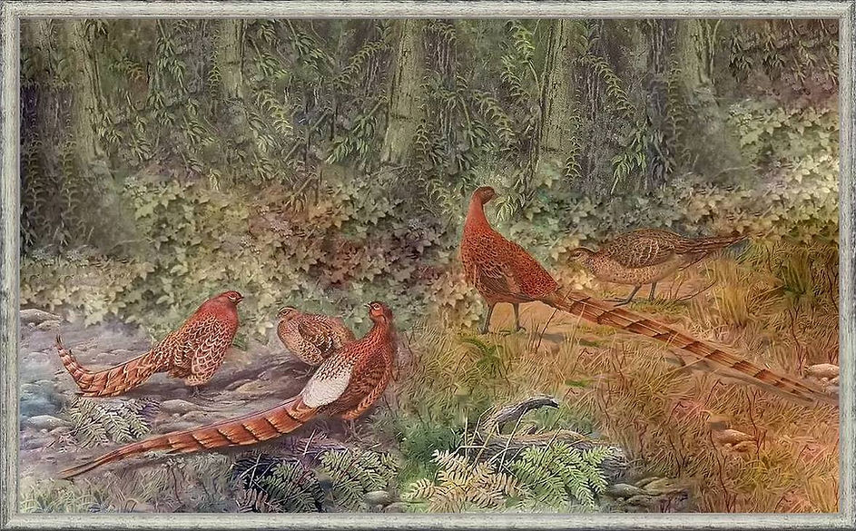 Syrmaticus sottospecie x sito.jpg