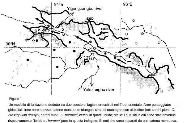 Variazione orecchiuti bianchi nel Qinghai-Tibet.jpg