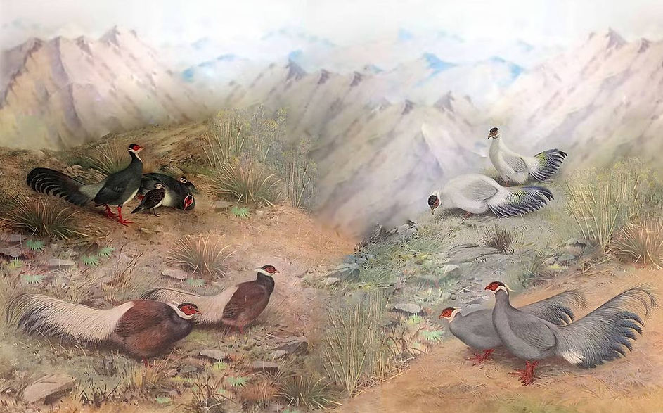 Crossptilon le 4 specie x sito 22-08-25.jpg