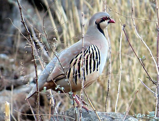 Alectoris chukar chukar - Gorkha Nepal -