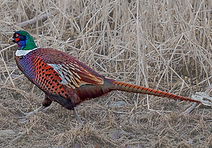 Mongolia pare - Sairan Almata Kazakistan 01-03-22 - Raouf Bairashev birds kz 1 - Copia.jp