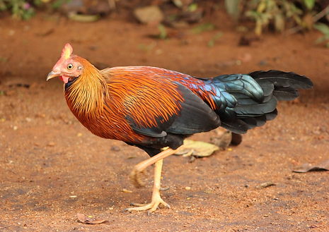 Gallus lafayettei probabile termine muta - Sinharaja Forest Reserve, Kalawana, Ratnapura,