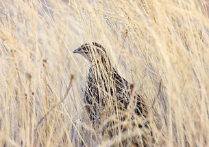 Coturnix c. confisa ( female ) - www.birdsandcompany com - Copia.jpg